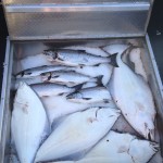 Coho Salmon and halibut fishing charters