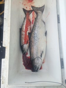 king salmon fishing