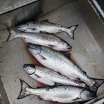 Ketchikan king salmon fishing