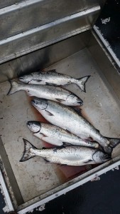 Ketchikan king salmon fishing