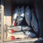 King salmon limit