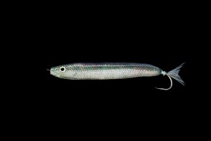 Anchovy/Herring